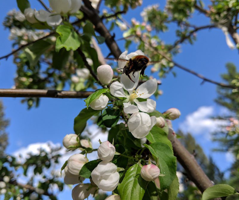 bee on white flowers