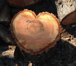 tree trunk in shape of heart