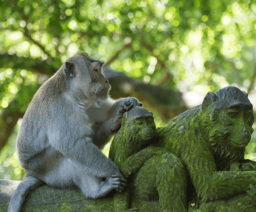 Monkeys on wall